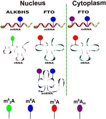 Structural Insights Into m6A-Erasers: A Step Toward Understanding Molecule Specificity and Potential Antiviral Targeting